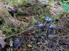 Tolypocladium rouxii