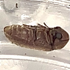 Xyletininae