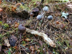 Tolypocladium rouxii