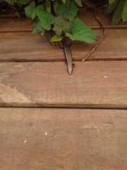 Chalcides coeruleopunctatus