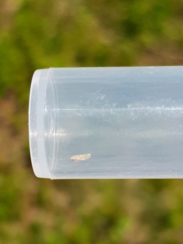 Erythria manderstjernii