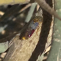 Homalodisca liturata