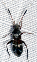 Pilophorus strobicola