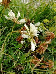 Trifolium polyphyllum