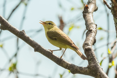 Phylloscopus nitidus