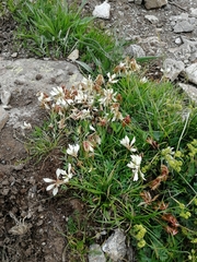 Trifolium polyphyllum