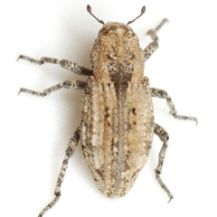 Thecesternus maculosus