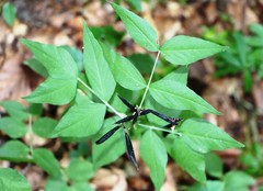 Vicia oroboides