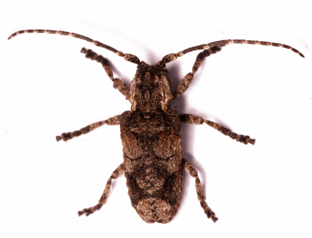Hecyromorpha