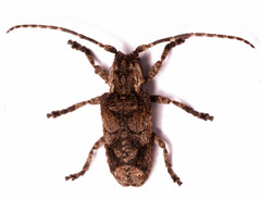 Hecyromorpha plagicollis
