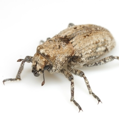 Thecesternus maculosus