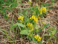 Medicago falcata
