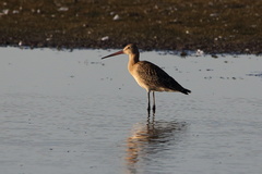 Limosa limosa