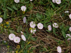 Convolvulus arvensis