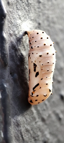 Bordered Patch, photo 6 of 10