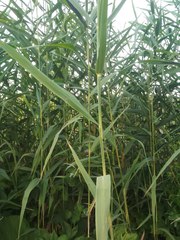 Phragmites australis altissimus