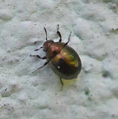 Lamprobyrrhulus nitidus