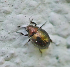Lamprobyrrhulus nitidus
