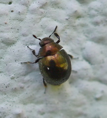 Lamprobyrrhulus nitidus