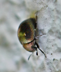 Lamprobyrrhulus nitidus