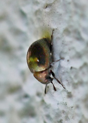 Lamprobyrrhulus nitidus