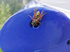 Polistes dominula