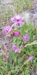 Centaurea oxylepis