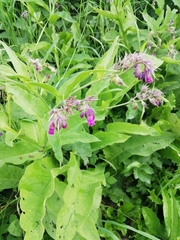 Symphytum officinale