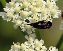 Variimorda villosa