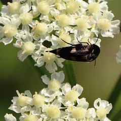 Variimorda villosa
