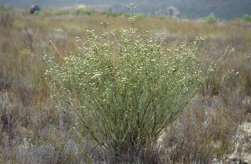 Image of Leucadendron concavum by (c) Tom Lloyd Evans, some rights reserved (CC BY-SA)