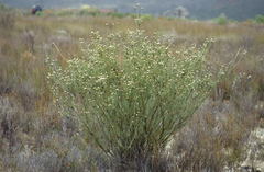 Leucadendron concavum