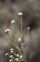 Leucadendron concavum