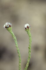 Leucadendron concavum