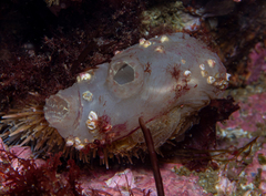 Ascidiella aspersa