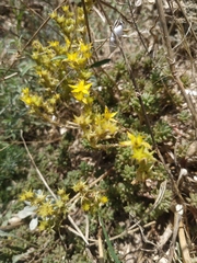 Sedum urvillei