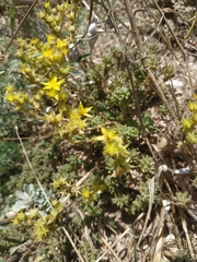 Sedum urvillei
