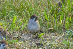 Passer montanus