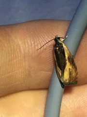 Olethreutes nigranum