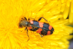 Trichodes favarius