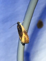 Olethreutes nigranum