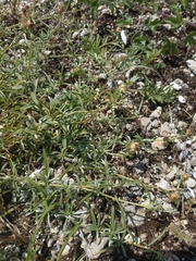 Convolvulus holosericeus