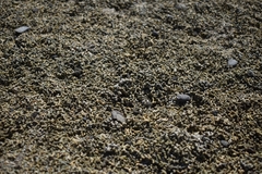 Phymatolithon calcareum