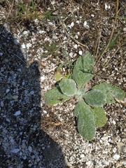 Salvia aethiopis
