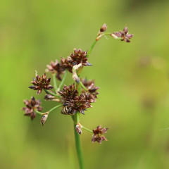 Juncus acutiflorus