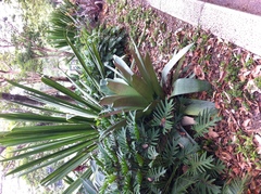 Alcantarea imperialis