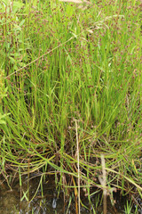 Juncus acutiflorus