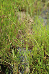 Juncus acutiflorus