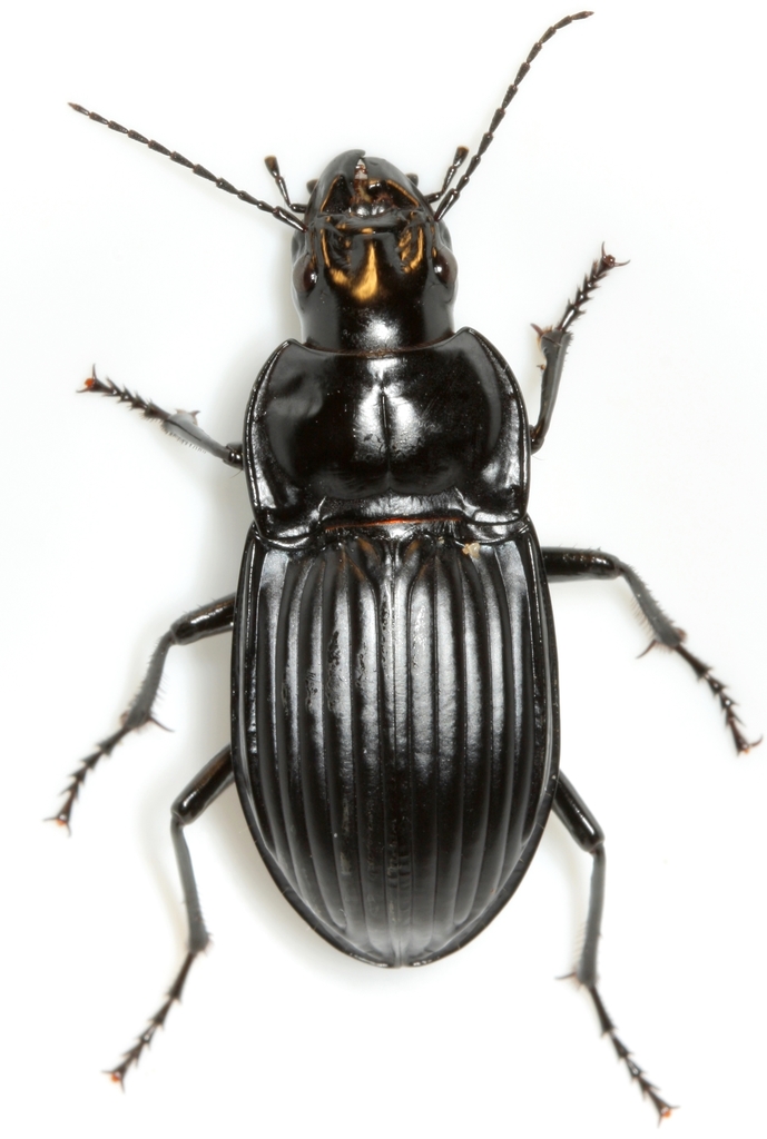 Dicaelus costatus