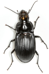 Dicaelus costatus